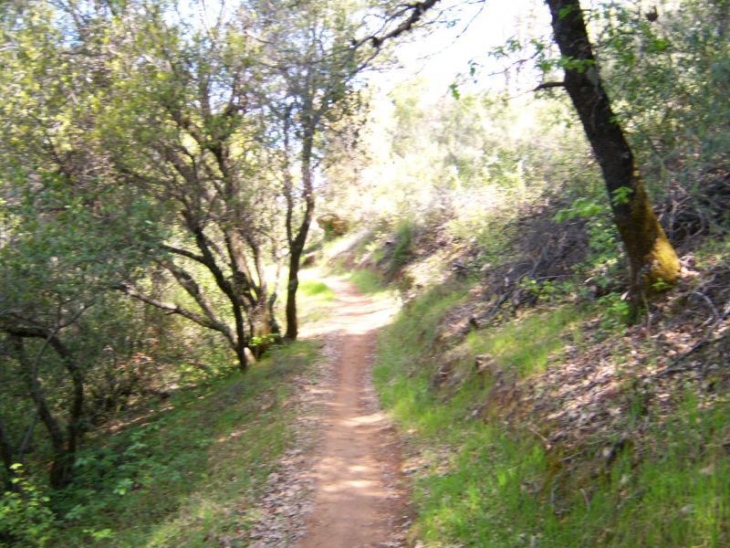 A narrow, winding dirt trail surrounded by lush greenery, with trees on either side and dappled sunlight filtering through the leaves. The path is flanked by patches of grass and leafy underbrush, creating a serene, natural walkway. Clementine / Forresthill Connector Trail mountain bike trail.