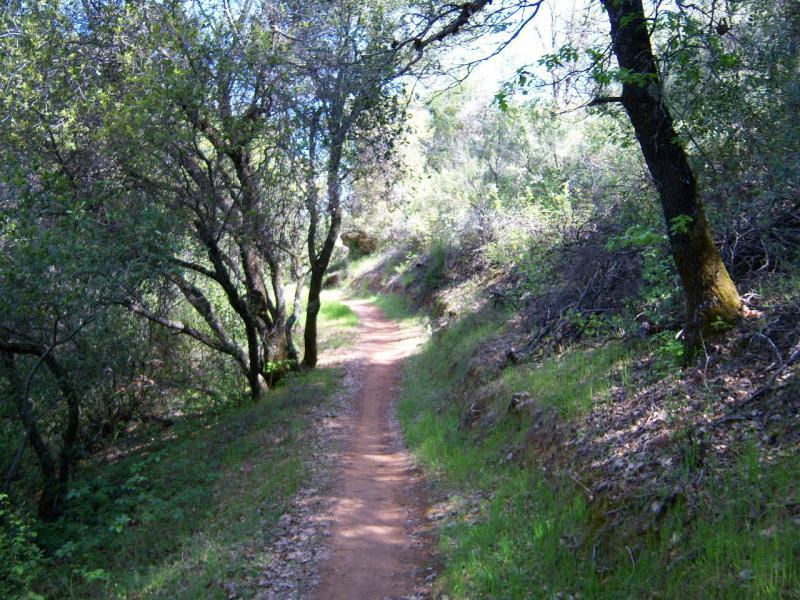 A winding dirt trail surrounded by greenery, with trees on either side and dappled sunlight filtering through the leaves. The path is bordered by lush grass and small vegetation, creating a serene natural setting. Clementine / Forresthill Connector Trail mountain bike trail.