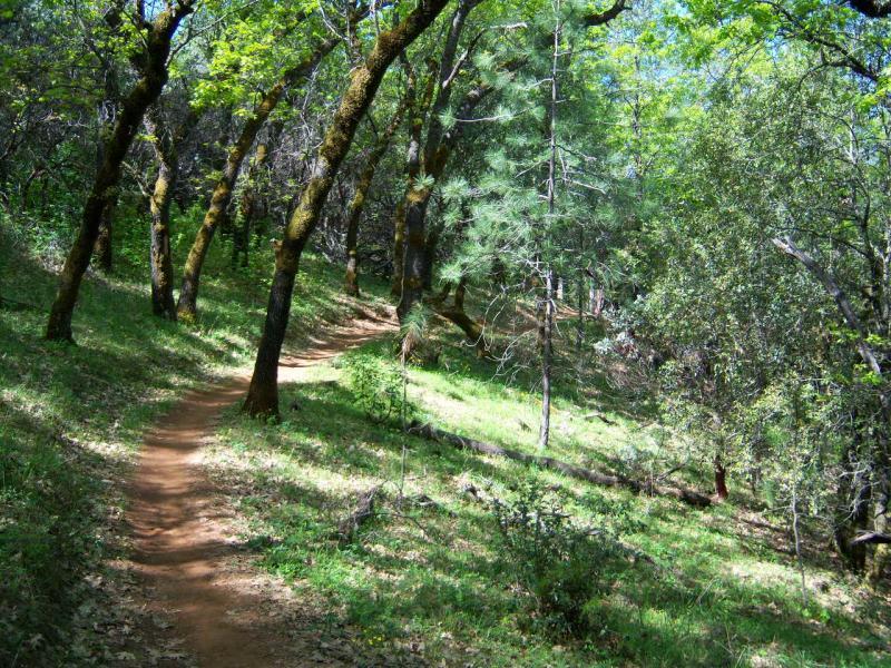 A winding dirt path meanders through a lush forest, surrounded by tall trees and vibrant green foliage. The sun filters through the leaves, creating dappled light on the ground. The scene conveys a peaceful, natural setting ideal for hiking or exploring. Clementine / Forresthill Connector Trail mountain bike trail.