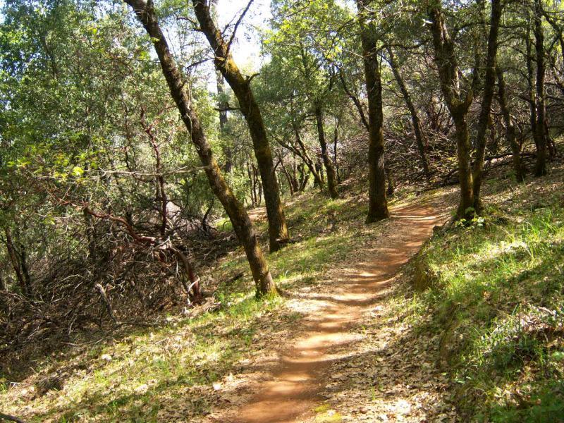 A winding dirt path through a green, wooded area with trees on either side, surrounded by lush foliage and scattered leaves. Sunlight filters through the leaves, creating a serene nature scene. Clementine / Forresthill Connector Trail mountain bike trail.