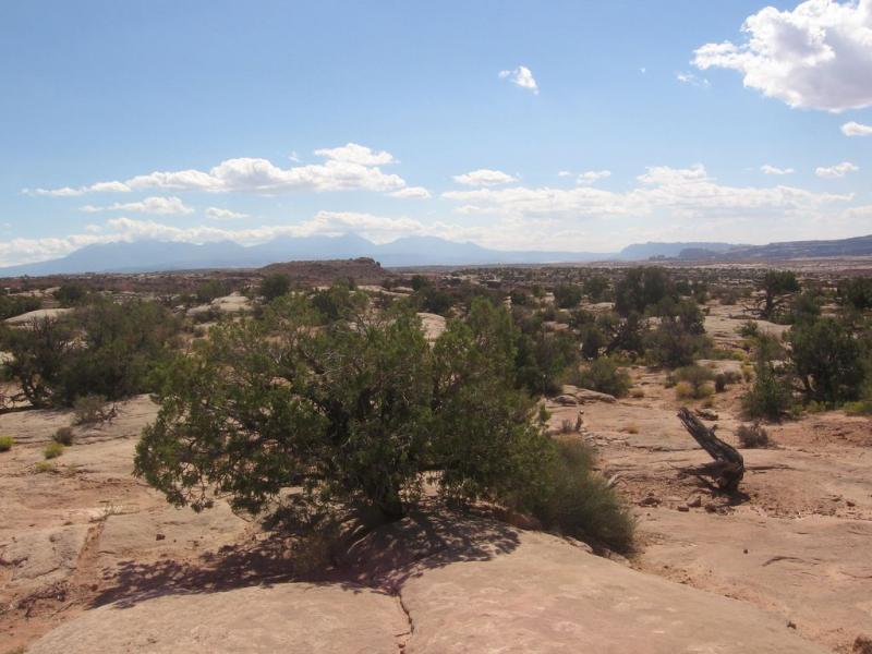 A panoramic view of a rugged desert landscape featuring scattered shrubs and small trees, with a rocky terrain under a clear blue sky adorned with a few fluffy clouds. In the background, distant mountains are visible, creating a sense of vastness in the arid environment. Sovereign Single Track mountain bike trail.