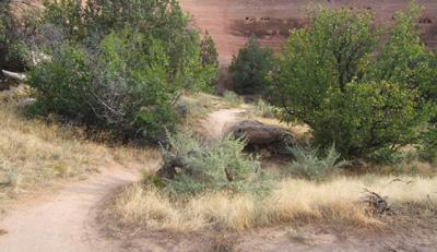 A dirt path winding through a grassy landscape, bordered by shrubs and trees, with a red rock formation in the background. The scene conveys a peaceful natural setting. Rustlers Loop mountain bike trail.