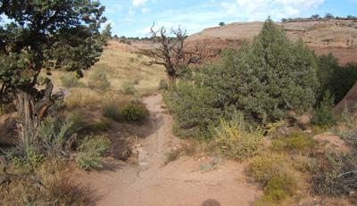A sandy trail winding through a desert landscape, bordered by various shrubs and dry grasses, with rocky formations in the background under a partly cloudy blue sky. Rustlers Loop mountain bike trail.
