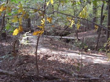 A wooded path winding through a forest with fallen leaves and branches scattered along the ground, featuring a small wooden bridge in the background. The scene captures the tranquility of nature during autumn. The Monkey Trail mountain bike trail.