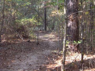 A narrow, winding dirt path through a wooded area, surrounded by tall trees and foliage, with scattered autumn leaves on the ground. The Monkey Trail mountain bike trail.