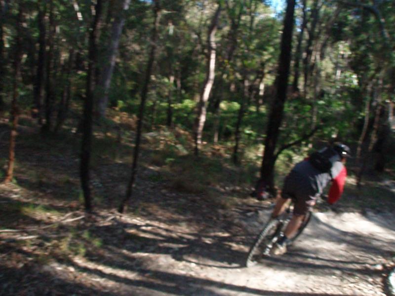 A person riding a mountain bike along a dirt trail in a lush forest, surrounded by tall trees and greenery. The cyclist is wearing a helmet and sports clothing, leaning into a turn as they navigate the rugged terrain. The scene captures the essence of outdoor adventure and the beauty of nature. Ansto mountain bike trail.