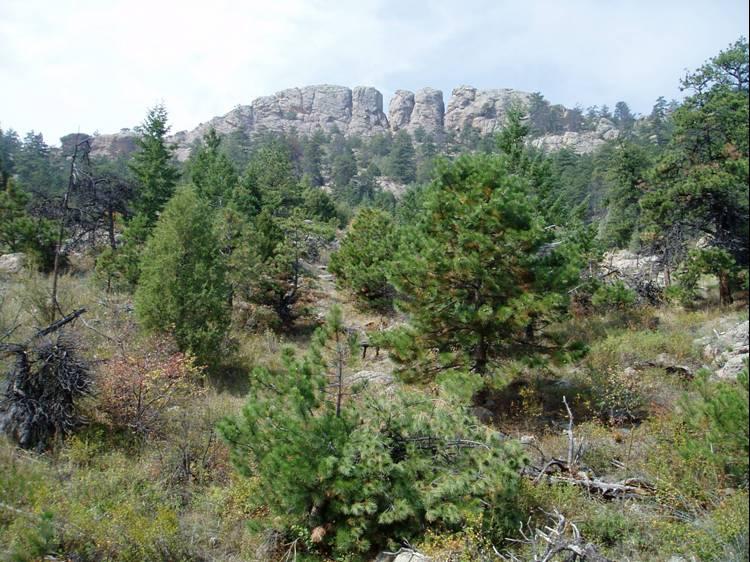 A natural landscape featuring greenery with a variety of evergreen trees in the foreground and a rocky outcrop in the background under a cloudy sky. Horsetooth Mountain Park mountain bike trail.
