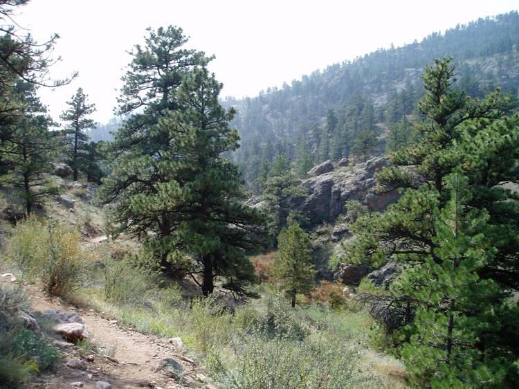 A scenic view of a forested landscape featuring tall pine trees, rocky terrain, and a winding dirt path. The background showcases rolling hills and a misty atmosphere, suggesting a serene natural environment. Horsetooth Mountain Park mountain bike trail.