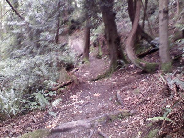 A narrow, winding dirt path surrounded by dense greenery and tall trees in a forested area. The ground is uneven with roots and rocks, and ferns can be seen along the sides of the trail. The atmosphere appears tranquil and natural, inviting exploration. Japanese Gulch mountain bike trail.