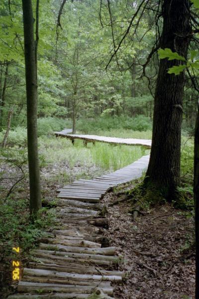 A winding wooden boardwalk traversing a lush green forest, surrounded by trees and dense foliage. The path is elevated, leading through an area with tall grass and scattered leaves. The scene is tranquil and inviting, showcasing the beauty of nature. Midland City Forest mountain bike trail.