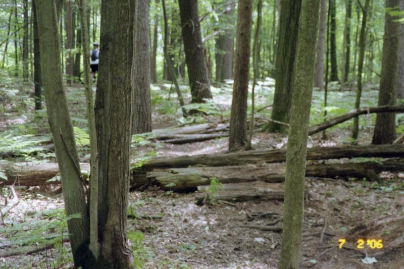A tranquil forest scene featuring tall trees and lush greenery, with sunlight filtering through the leaves. Fallen logs and ferns decorate the forest floor, while a person in the background is partially visible near a tree. The date "7 2 06" is noted in the bottom right corner. Midland City Forest mountain bike trail.