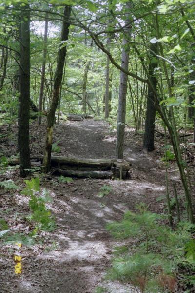 A winding dirt path through a dense forest, flanked by tall trees and lush greenery. The path is partially shaded, with sunlight filtering through the leaves, creating a serene and tranquil atmosphere. A fallen log is visible across the path, adding to the natural scenery. Midland City Forest mountain bike trail.