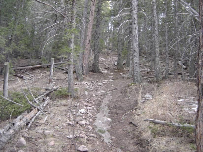 A narrow, rocky path winds through a dense forest of tall trees, with some fallen branches scattered along the ground. The area appears rugged and natural, showcasing a mix of greenery and earthy tones. Vedauwoo mountain bike trail.