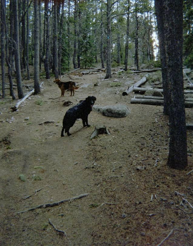 Two dogs are standing on a forest path among trees and scattered logs. The black dog is in the foreground, looking back towards the camera, while a brown dog is further back, slightly turned away. The ground is covered in pine needles and the setting appears peaceful and natural. Happy Jack Recreation Area mountain bike trail.