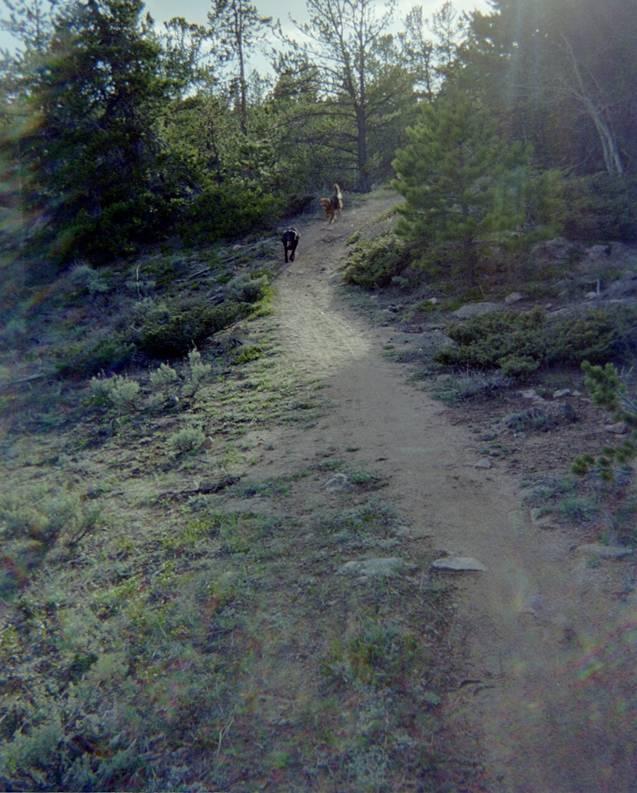 A dirt path winds through a forested area, flanked by shrubs and small plants. Two dogs, one black and the other brown, are walking up the trail, with trees and a bright sky visible in the background. The scene conveys a peaceful outdoor setting. Happy Jack Recreation Area mountain bike trail.