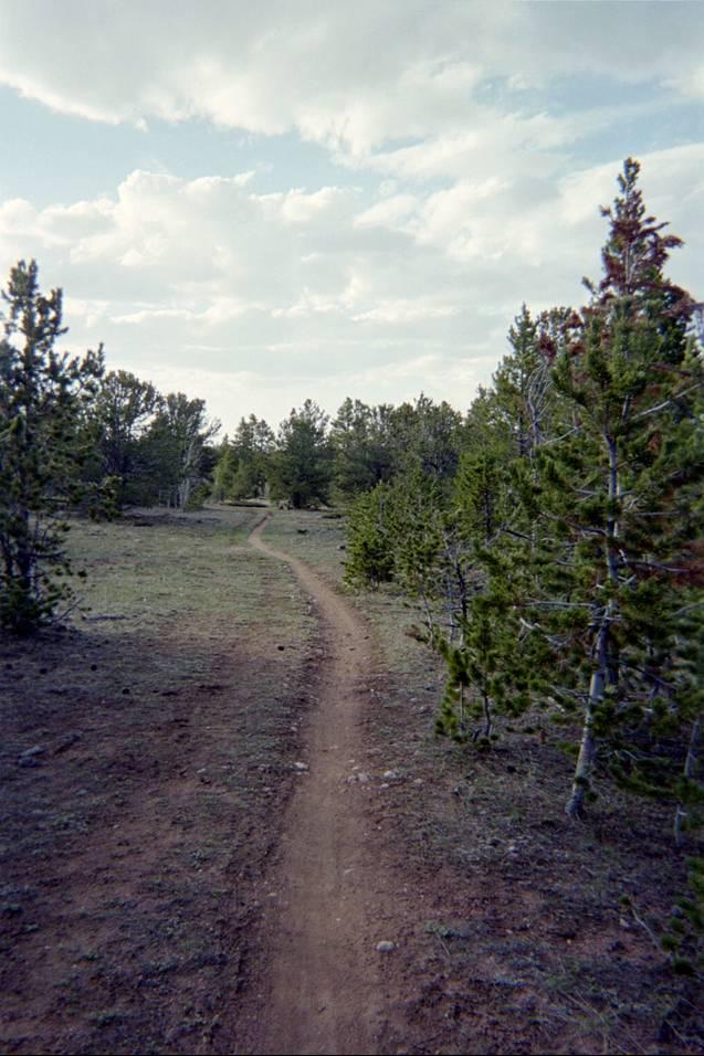 A winding dirt path surrounded by lush greenery and tall trees under a partly cloudy sky, leading into a tranquil forested area. Happy Jack Recreation Area mountain bike trail.
