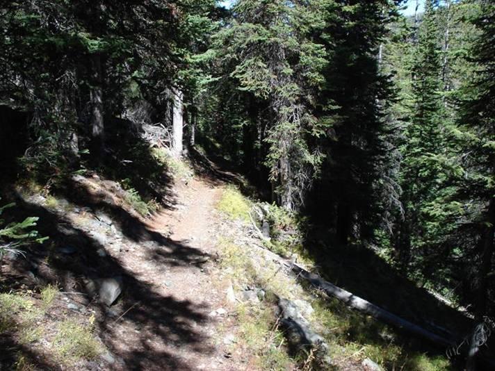 A peaceful forest trail winding through tall evergreen trees, with dappled sunlight filtering through the branches. The path is surrounded by lush greenery and small rocks, creating a natural and tranquil atmosphere. Rock Creek mountain bike trail.