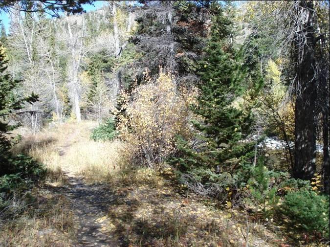 A narrow dirt path winding through a forested area, surrounded by various trees, including conifers and deciduous trees with yellow leaves. The scene is set on a sunny day with blue skies visible through the foliage. Rock Creek mountain bike trail.