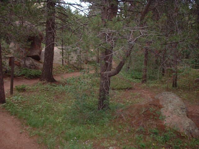 A forested path with several trees and rocky formations, showcasing lush green undergrowth and a dirt trail winding through the scene. The area is surrounded by dense foliage and natural elements, creating a serene outdoor environment. Vedauwoo mountain bike trail.