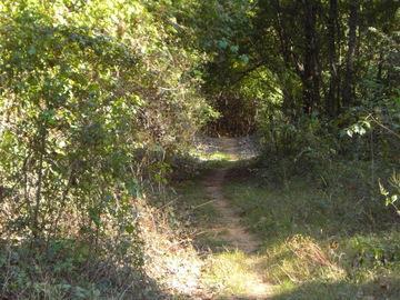 A narrow dirt path surrounded by lush green foliage and trees, leading into a vibrant forest. Sunlight filters through the leaves, creating a serene and natural ambiance. Stoner Park mountain bike trail.
