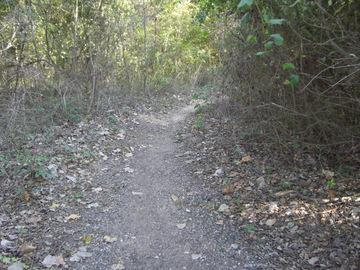 A narrow dirt path surrounded by dense foliage and scattered fallen leaves, leading into a wooded area. Sunlight filters through the trees, creating a serene and natural atmosphere. Stoner Park mountain bike trail.