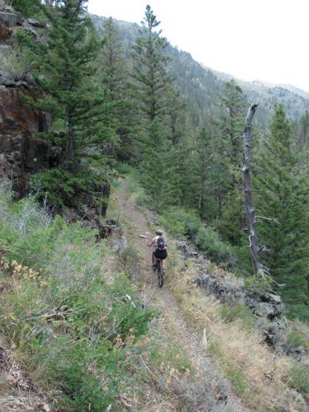 Mountain biker navigating a narrow dirt trail surrounded by tall trees and rocky terrain in a wooded area. Rock Creek mountain bike trail.