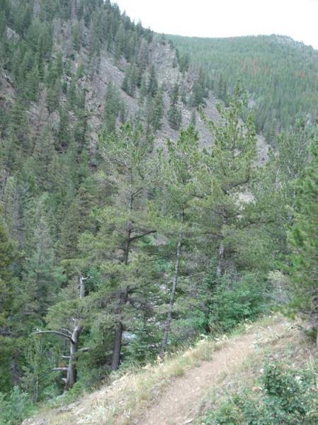 A scenic view of a mountainous area featuring tall pine trees on a hillside, with lush greenery and rocky terrain in the background. The landscape is rich with vegetation, showcasing the natural beauty of the forested region. Rock Creek mountain bike trail.