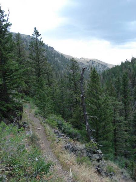 A winding dirt path through a dense forest of pine trees, with a mountainous landscape in the background. The sky is overcast, creating a serene and tranquil atmosphere. A tall, dead tree leans among the green foliage, adding a sense of natural contrast to the scene. Rock Creek mountain bike trail.