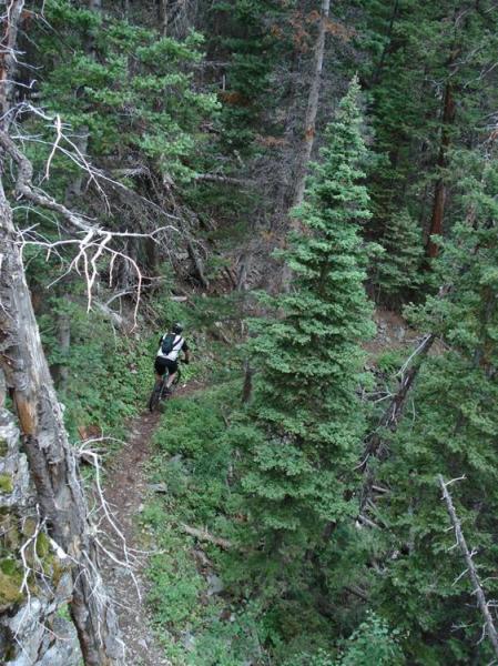 A mountain biker navigates a narrow dirt trail through a dense forest of tall pine trees. The scene captures the lush greenery and rugged terrain typical of a woodland environment. Rock Creek mountain bike trail.