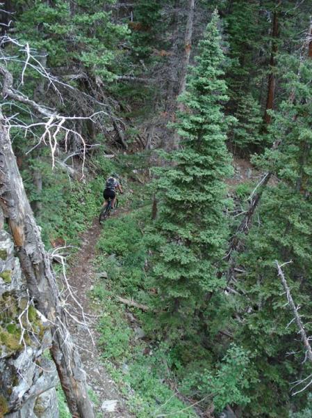 A mountain biker navigating a narrow trail in a dense forest, surrounded by tall green trees and natural vegetation. The scene captures the essence of outdoor adventure and the beauty of nature. Rock Creek mountain bike trail.