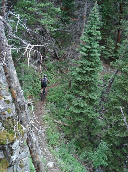 A mountain biker navigating a narrow, winding dirt trail surrounded by dense trees and foliage in a forested area. The scene captures the essence of outdoor adventure and nature. Rock Creek mountain bike trail.