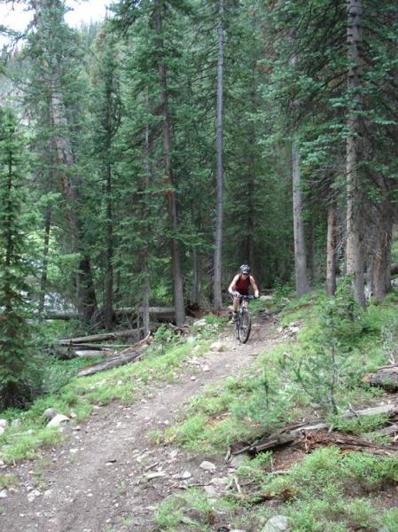 A lone cyclist rides along a narrow dirt trail winding through a dense forest, surrounded by tall pine trees and greenery, with rocks scattered along the path. Rock Creek mountain bike trail.