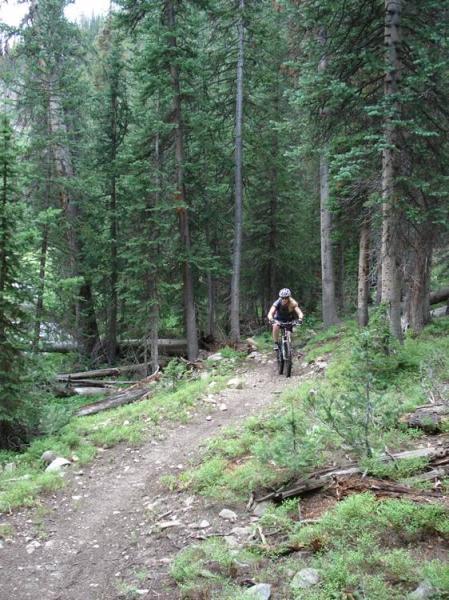 A mountain biker riding along a dirt trail surrounded by dense pine trees and green foliage in a forest setting. Rock Creek mountain bike trail.