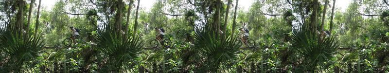 A series of four images showing a person riding a bicycle along a narrow trail surrounded by lush greenery and trees. The cyclist is navigating through a vibrant, natural setting, with sunlight filtering through the leaves. North Port Mountain Bike Trails mountain bike trail.
