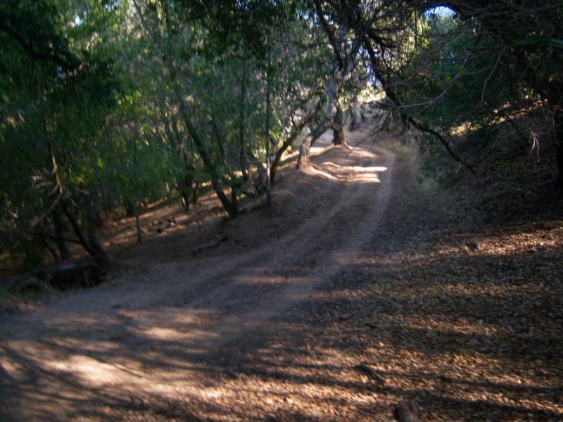 A winding dirt path through a wooded area, surrounded by trees with green leaves and scattered fallen leaves on the ground. The path leads gently uphill and is partially shaded, creating a serene and natural atmosphere. Briones Regional Park mountain bike trail.