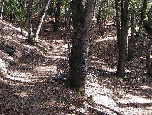 A winding dirt path surrounded by trees in a forest, with sunlight filtering through the leaves, creating patterns of light and shadow on the ground. The path is covered with fallen leaves, and the scenery appears tranquil and natural. Pachecho Falls mountain bike trail.