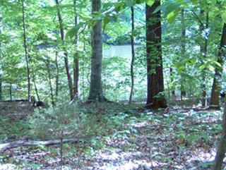 A tranquil forest scene with lush green trees and dappled sunlight filtering through the foliage. The background features a lake, partially visible through the trees, surrounded by a carpet of leaves and underbrush on the forest floor. Lake Maury mountain bike trail.