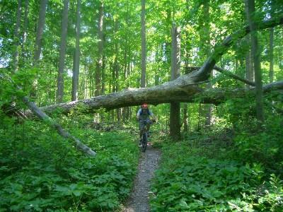 A person riding a mountain bike on a narrow trail in a lush green forest, with a fallen tree blocking part of the path. Sunlight filters through the leaves, illuminating the surrounding foliage. Lake Maury mountain bike trail.