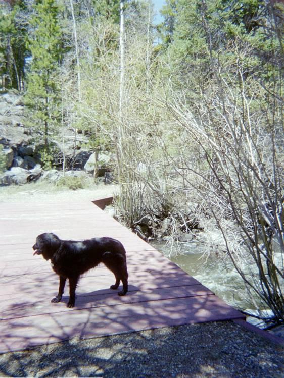 A black dog standing on a wooden platform near a stream, surrounded by shrubs and trees in a natural outdoor setting. Little Laramie Trails mountain bike trail.