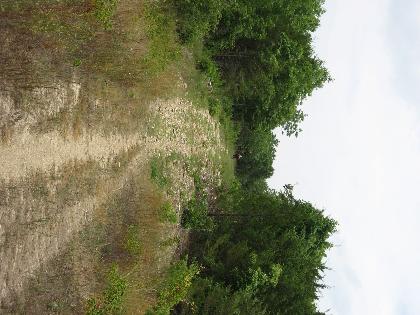 A dirt path winding through green vegetation and trees under a cloudy sky. The scene shows a natural, untamed landscape with sparse grass and a mix of shrubs along the sides of the path. Busiek State Forest mountain bike trail.