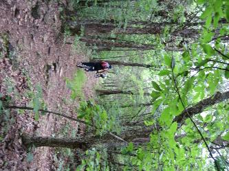 Two hikers walking along a wooded trail surrounded by lush greenery and tall trees. The ground is covered in leaves and underbrush, creating a serene outdoor atmosphere. Busiek State Forest mountain bike trail.
