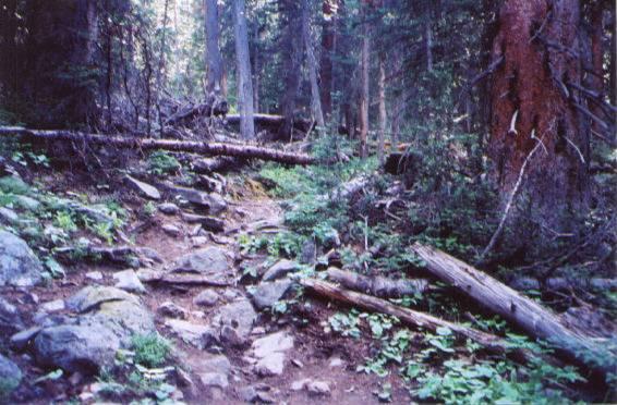 A rocky, uneven path through a dense forest, surrounded by tall trees and scattered logs. The ground is covered in patches of greenery and small plants, with sunlight filtering through the canopy above. North Fork Trail mountain bike trail.