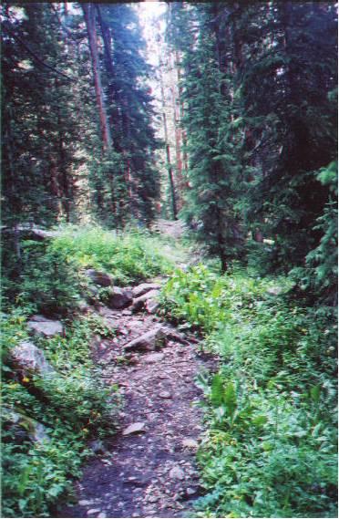 A dirt path winding through a lush green forest, surrounded by tall pine trees and rocky terrain. Sunlight filters through the leaves, illuminating the vibrant foliage along the trail. North Fork Trail mountain bike trail.