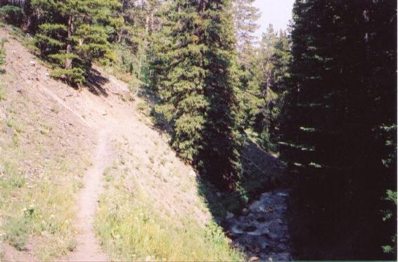 A narrow dirt trail meanders alongside a rocky creek, surrounded by tall evergreen trees and grass. The trail is on the left, leading into a forested area, while the creek flows on the right, creating a serene natural landscape. Sunlight filters through the trees, highlighting the greenery. North Fork Trail mountain bike trail.
