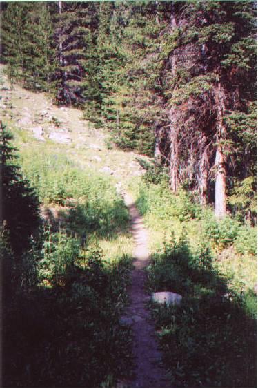 A narrow dirt path winding through a lush forest, flanked by tall trees and greenery, leading into the distance. Sunlight filters through the branches, casting shadows along the trail. North Fork Trail mountain bike trail.