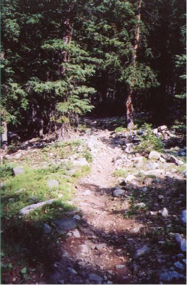 A narrow, winding dirt trail through a dense forest, surrounded by tall trees and patches of green grass. Rocks are scattered along the path, indicating a rugged terrain. Soft sunlight filters through the tree branches, creating dappled shadows on the ground. North Fork Trail mountain bike trail.