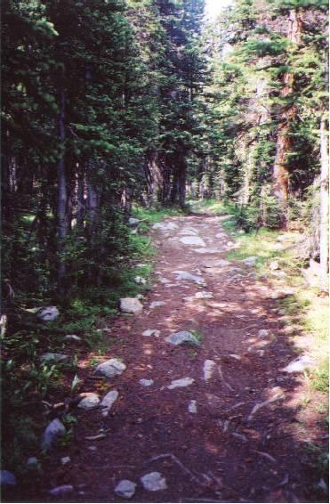 A winding dirt path through a dense forest, flanked by tall trees and scattered rocks. Sunlight filters through the foliage, illuminating the trail and surrounding greenery. North Fork Trail mountain bike trail.