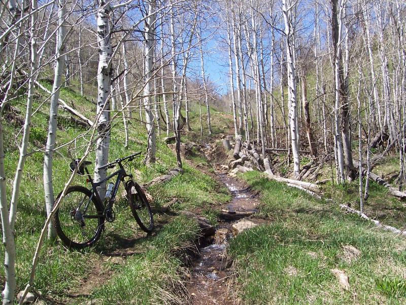 A mountain bike parked beside a small stream in a forested area, surrounded by slender white trees and green grass under a clear blue sky. Wardsworth Creek mountain bike trail.