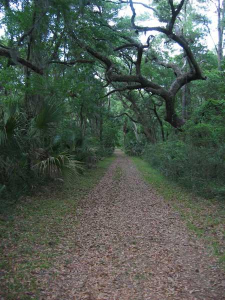 A narrow, leaf-covered dirt path surrounded by dense green foliage and tall trees with overhanging branches, creating a serene and natural atmosphere. Pinckney Island mountain bike trail.