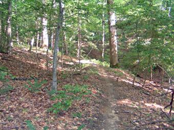 A narrow dirt path winding through a forest, surrounded by tall trees and scattered fallen leaves on the ground, indicating a serene and natural environment. New Quarter Park mountain bike trail.